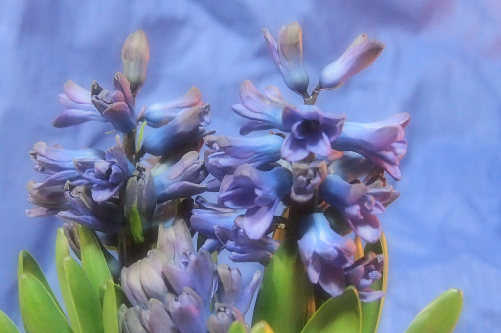 ヒヤシンス　4