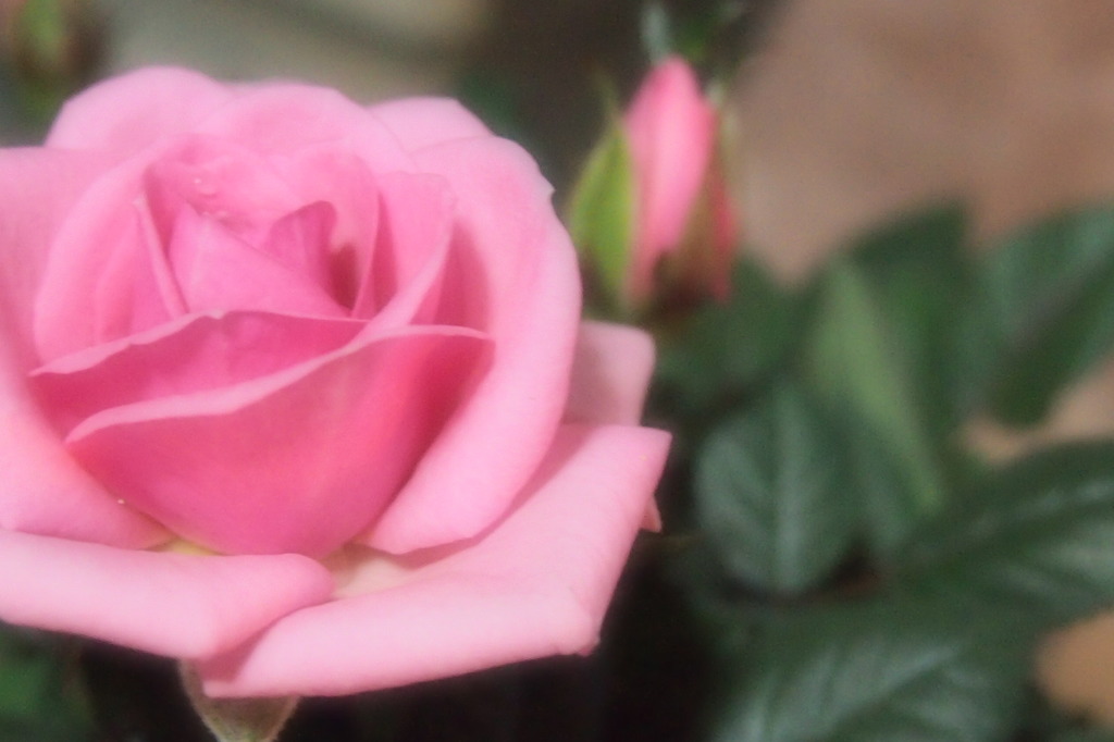 ミニバラのテスト撮り