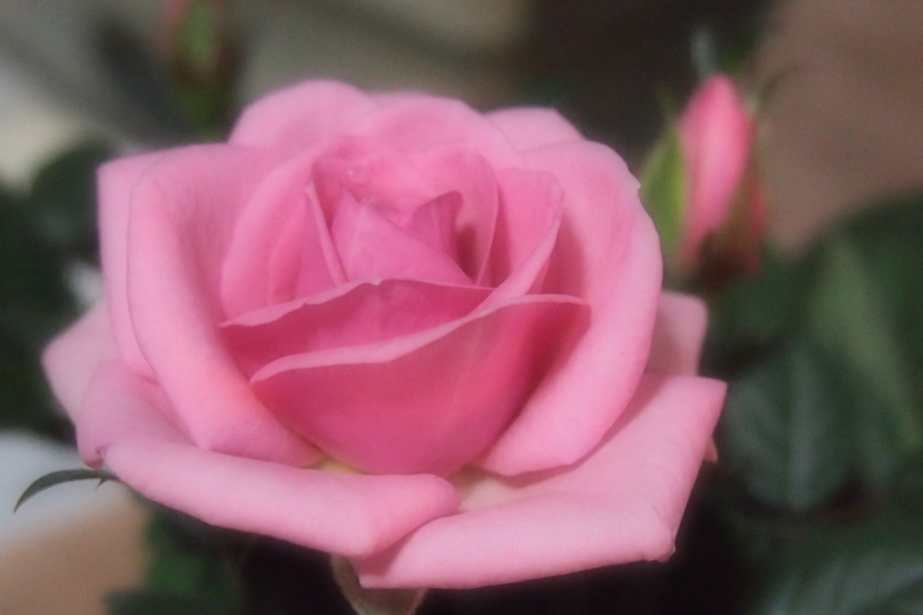 ミニバラのテスト撮り