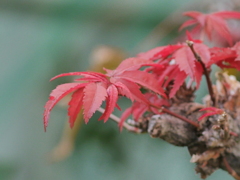 紅葉