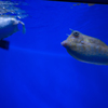 魚