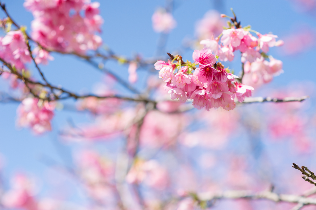 早めの桜