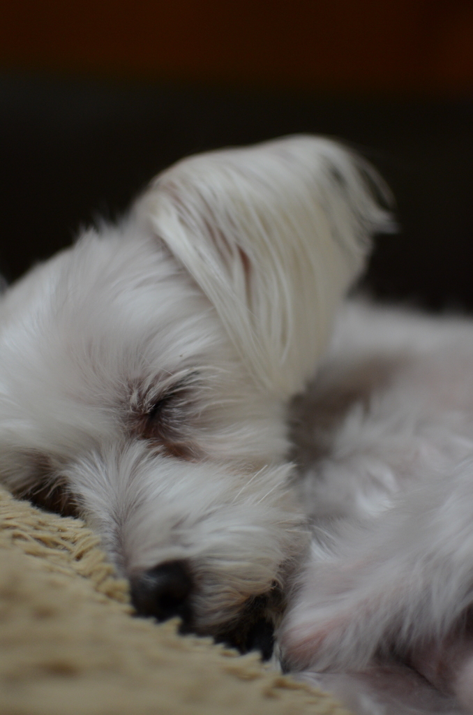 犬