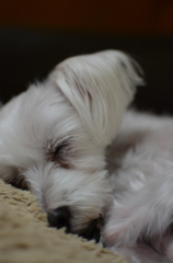 犬