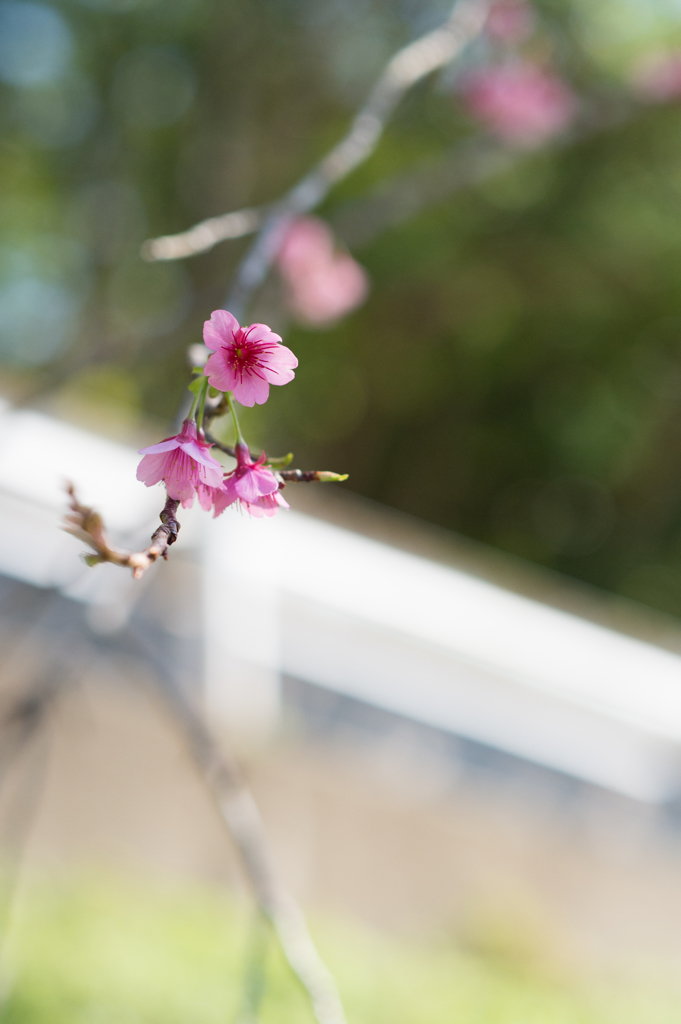迫る桜