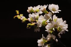 桜・・春の息吹