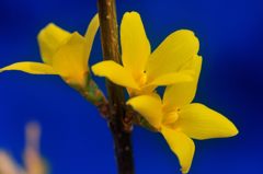 春を呼ぶ黄色の花