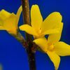 春を呼ぶ黄色の花