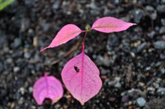 小さな紅葉と落葉