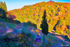 留守原の棚田の紅葉