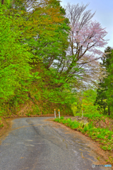 桜の曲がり角
