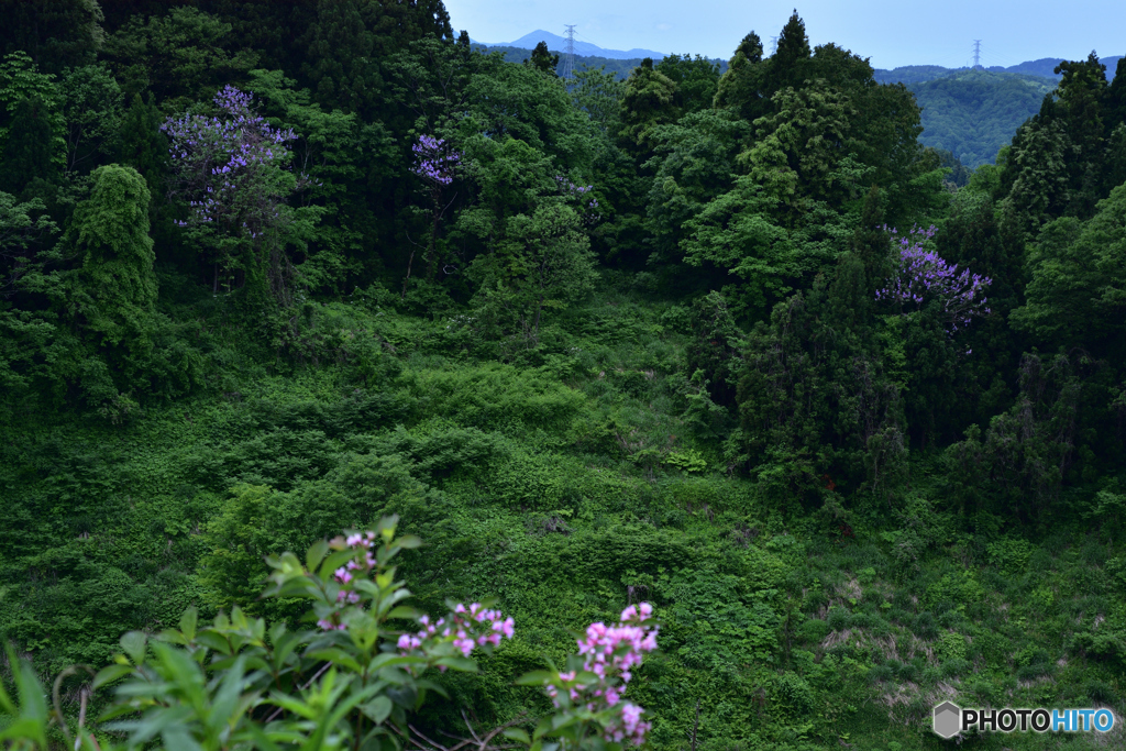 山の賑わい