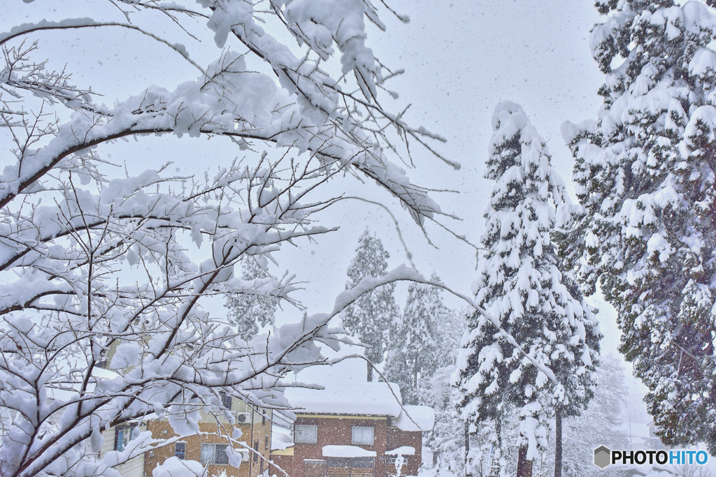 着雪