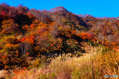 すすきと紅葉