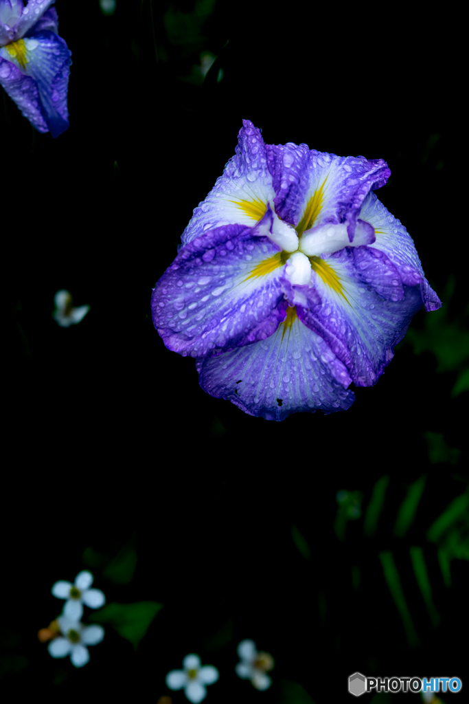 花菖蒲とドクダミ