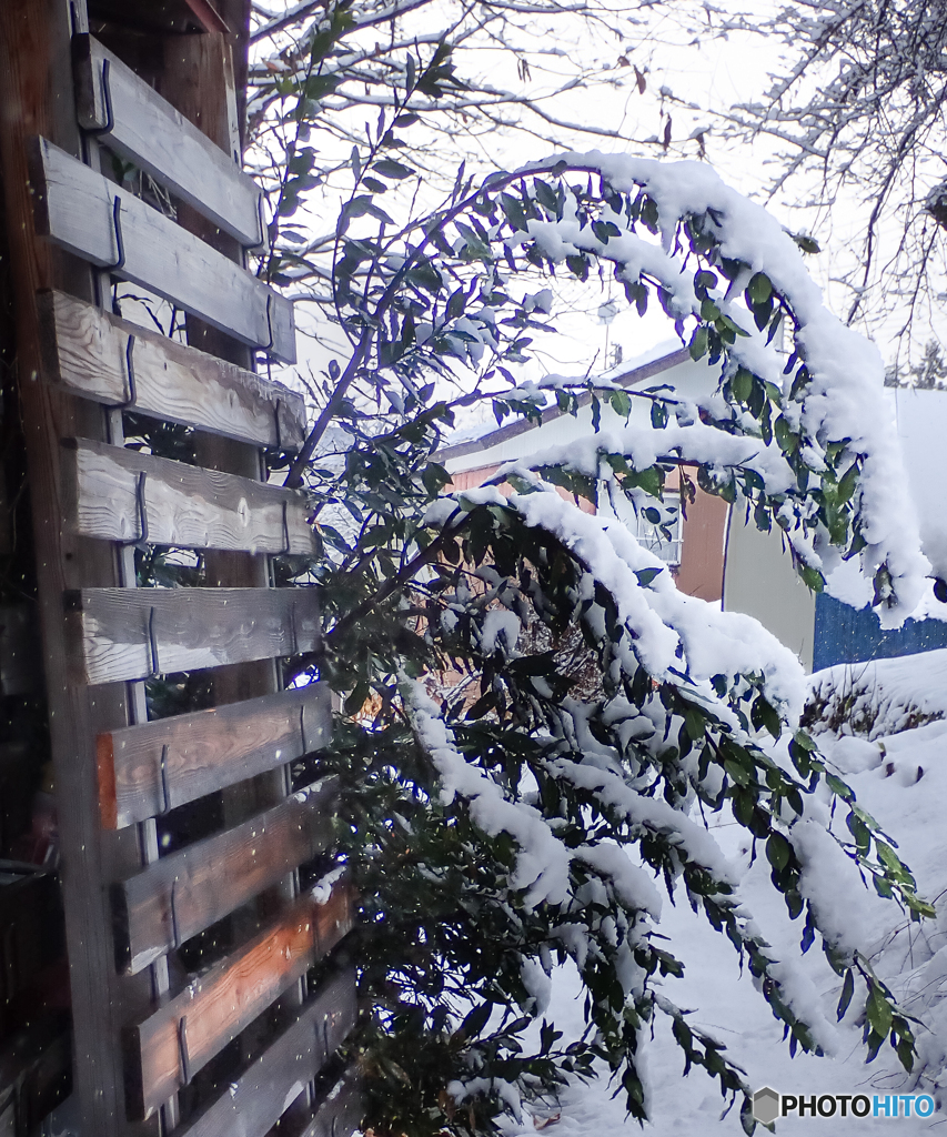 雪と月桂樹