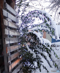 雪と月桂樹