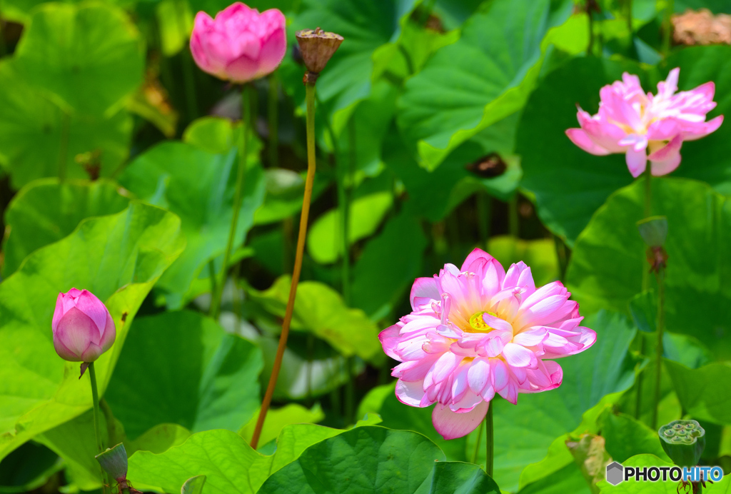 蓮の花