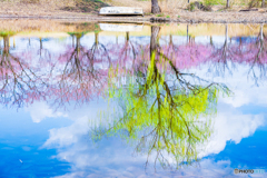桜の記憶
