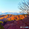 落葉と越後三山