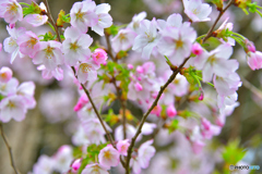 庭の桜