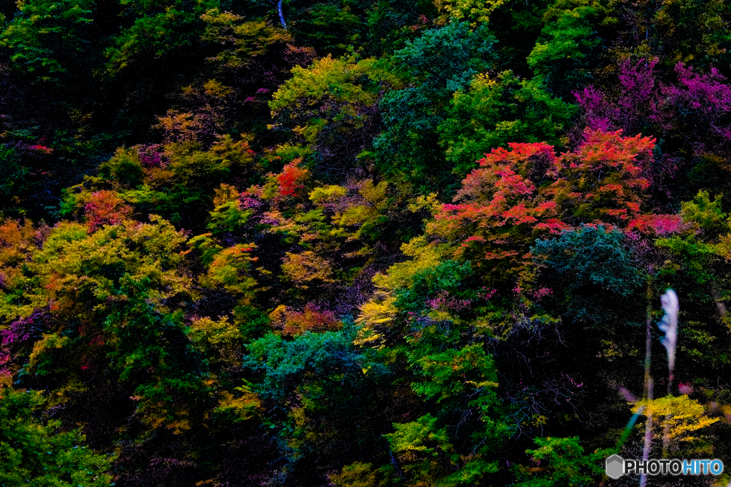 紅葉