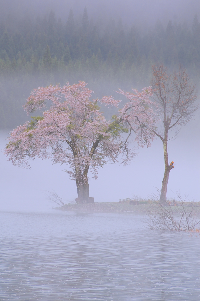 畔の桜