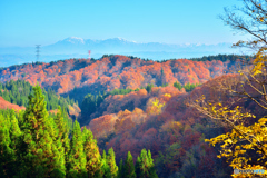 越後三山と落葉