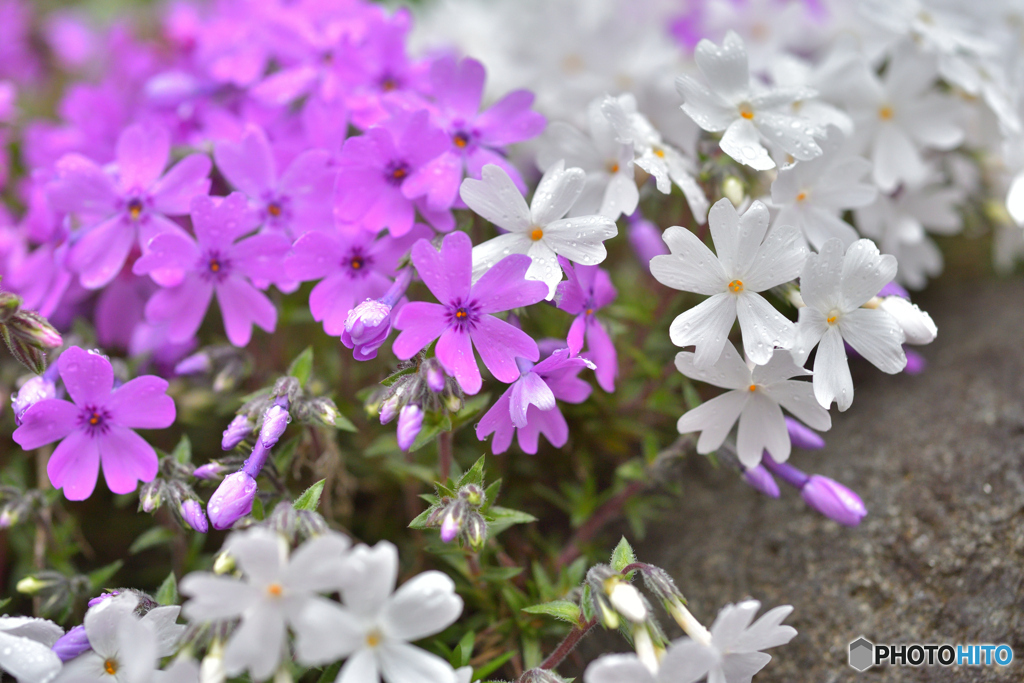芝桜なのかな？
