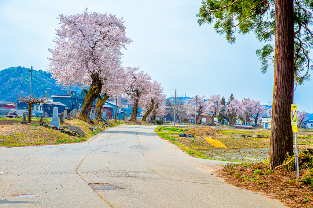 三仏生の桜