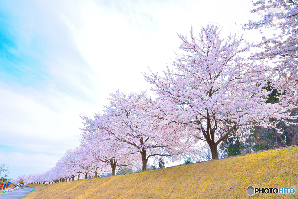 桜の遊歩道