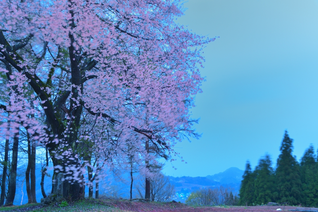 露出２０秒の桜