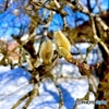 ハクモクレンの芽