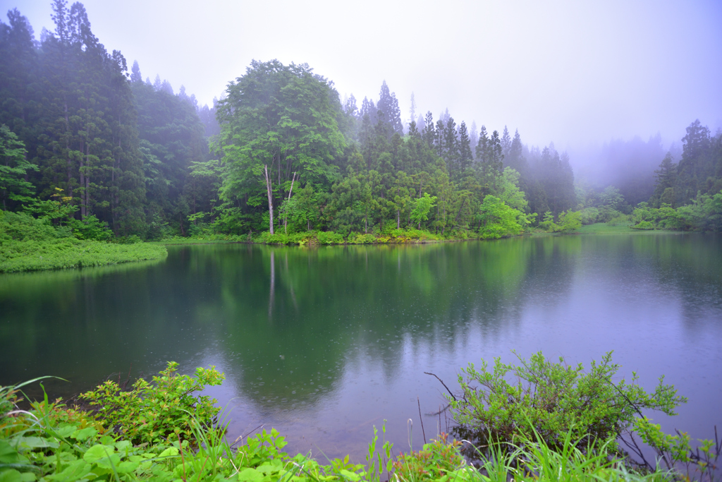 雨の池