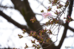 開花