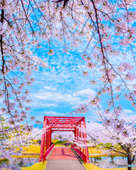 桜と橋