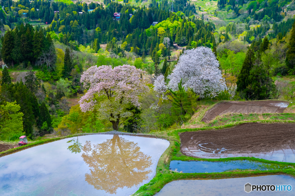 儀明の棚田の桜