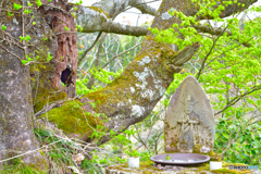洞と馬頭観音