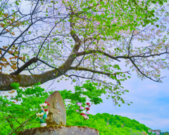 馬頭観音と桜