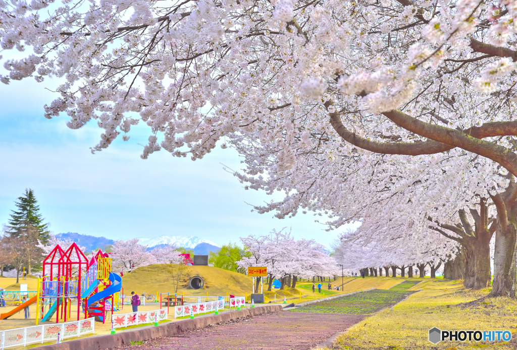 満開の公園