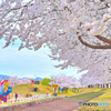 満開の公園