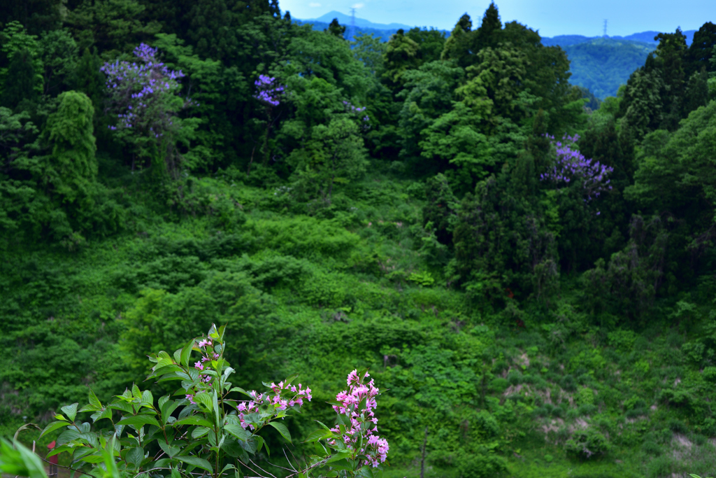 花盛り