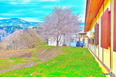 道の駅の桜