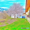 道の駅の桜