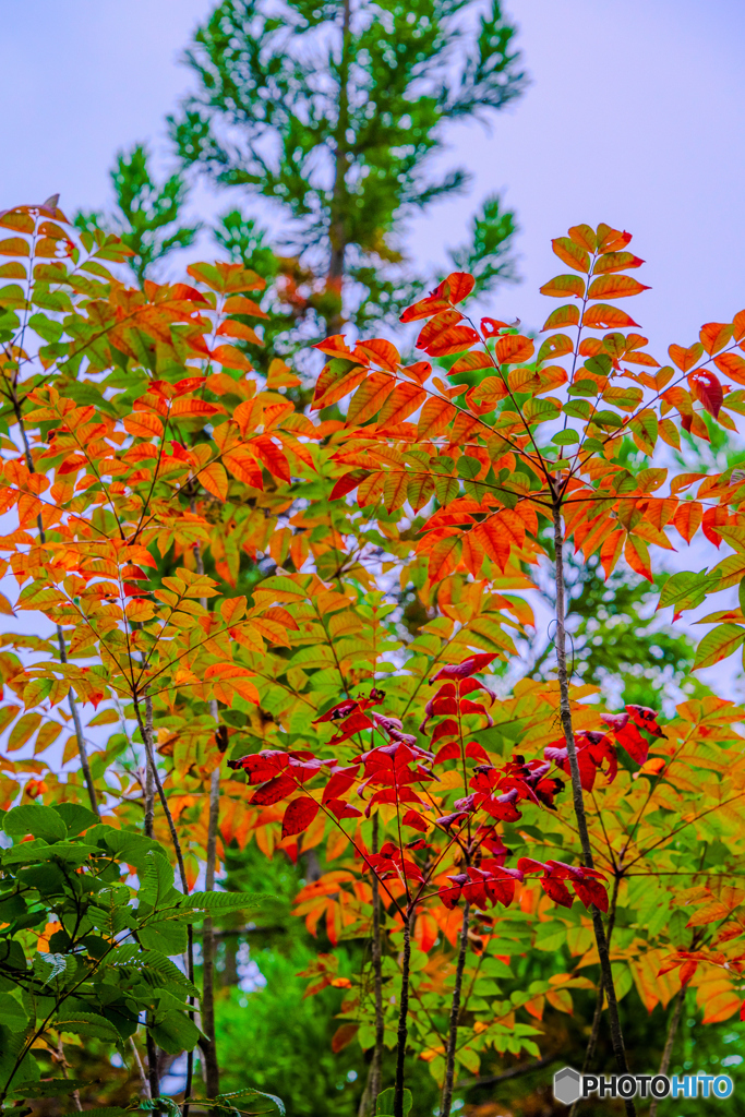 紅葉のはじまり