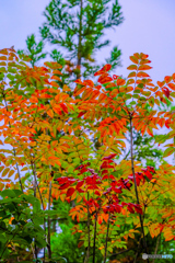 紅葉のはじまり