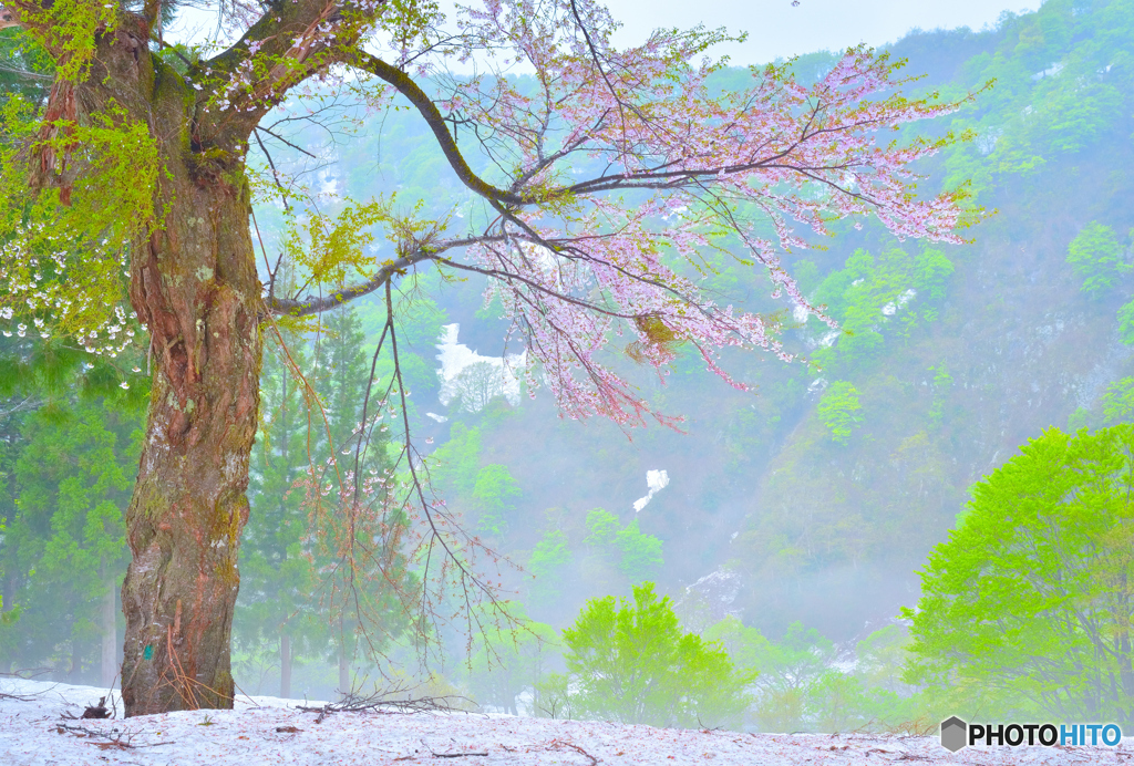 残雪と桜の花と新緑