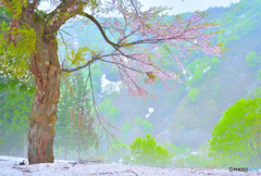 残雪と桜の花と新緑
