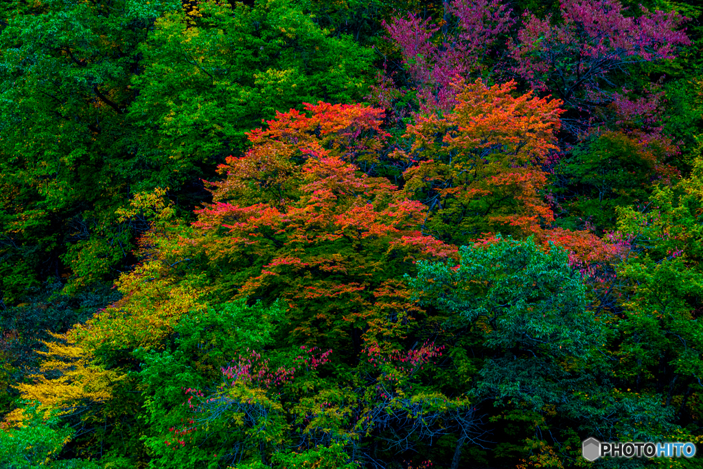 紅葉