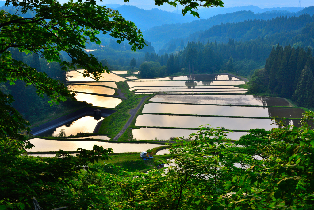 田植えの夕暮れ